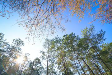 World environment day concept: Tree with sun in autumn blue sky background  