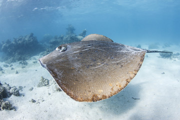 Swimming Stingray