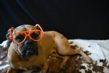 brown boxer breed dog wearing orange glasses