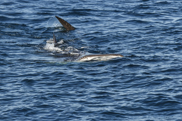 Naklejka premium Solitary Feeding Whale Shark 