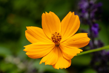 Bright yellow flower