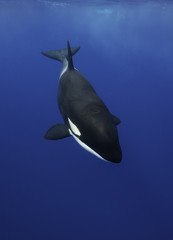 Killer whales swimming in the blue Pacific Ocean offshore from the North Island, New Zealand.