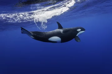 Fototapete Orca Killerwale schwimmen im blauen Pazifischen Ozean vor der Küste der Nordinsel Neuseelands.
