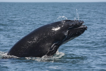 Fototapeta premium Humpback Whale Breach