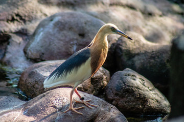Small bird