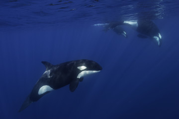 Killer whales swimming in the blue Pacific Ocean offshore from the North Island, New Zealand. © wildestanimal