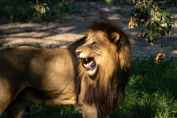 Male lion