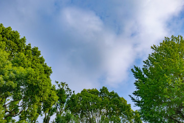 Obraz premium 青空と白雲と樹