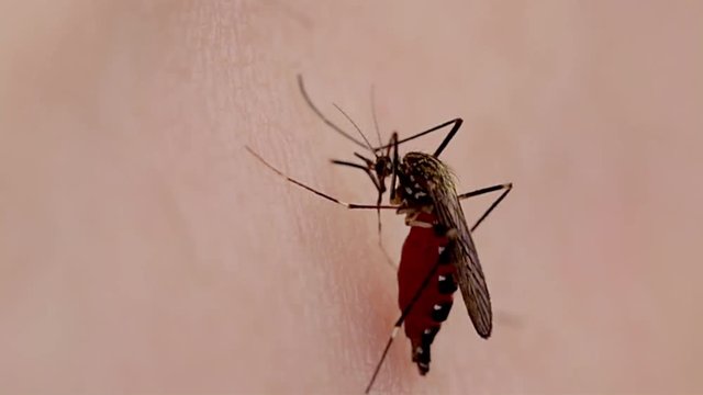 Female mosquito flies away after biting human. Close up of a blood sucking pest. Fatal Mosquito bite spreading diseases and infections to humans.  
