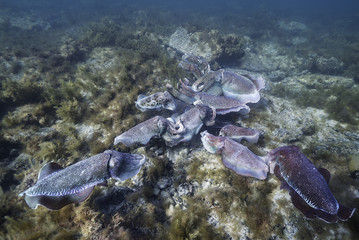 Giant cuttlefish during the mating and migration season for these animals, Point Lowly, South...