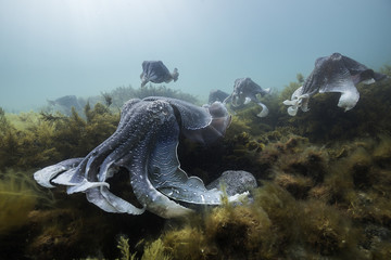 Giant cuttlefish during the mating and migration season for these animals, Point Lowly, South Australia. - obrazy, fototapety, plakaty
