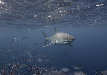 Obraz premium Great white shark swimming with a school of jack fish, Neptune Islands, South Australia.