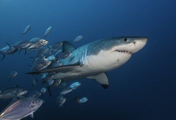 Great white shark swimming with a school of jack fish, Neptune Islands, South Australia.