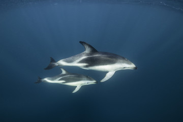 Fototapeta premium Dusky dolphins, Nuevo Gulf, Valdes Peninsula, Argentina.