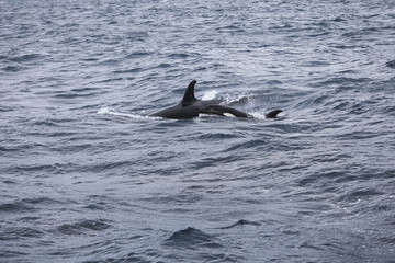 Fototapeta premium Orca Attacks Humpback Whale