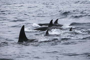 Obraz premium Orca Attacks Humpback Whale