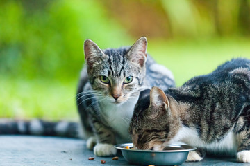 Clemmons Cats