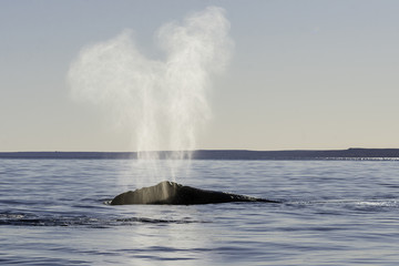 Southern right whale exhaling at the surface,  Nuevo Gulf,  Valdes Peninsula, Argentina.