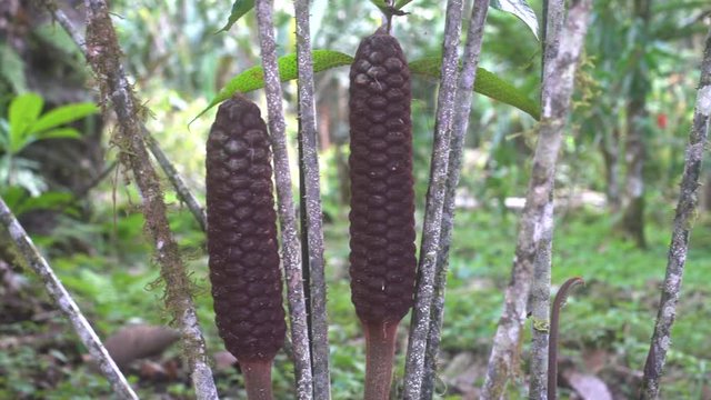 Cycad (Zamia ulei) with cones. Growing in rainforest in the Ecuadorian Amazon