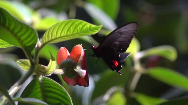 Slow motion shot of a Cattle Heart Butterfly (Parides sp.) drinking nectar from a hot-lips plant in the rainforest understory, Ecuador