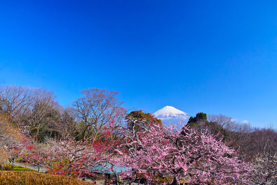 富士山と梅