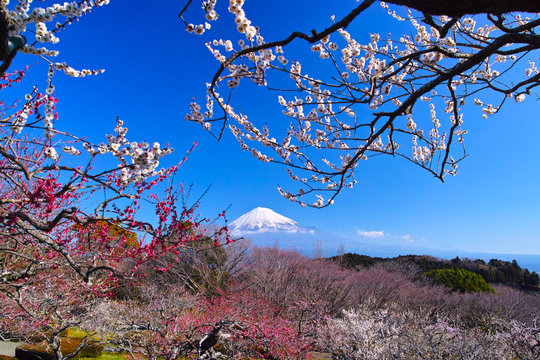 富士山と梅