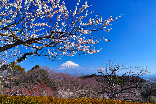 富士山と梅