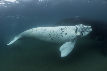 White southern right whale calf,  Nuevo Gulf,  Valdes Peninsula, Argentina.