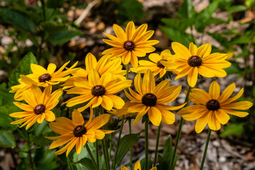 Black eyed Susans