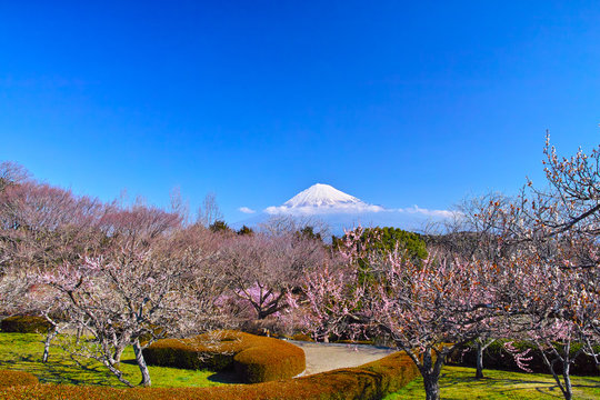 富士山と梅