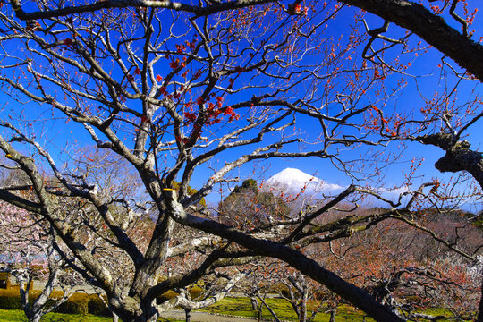 富士山と梅