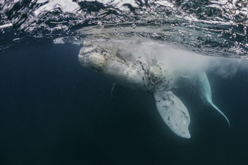 Naklejka premium White southern right whale calf, Nuevo Gulf, Valdes Peninsula, Argentina.