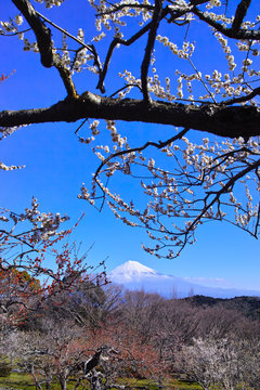富士山と梅