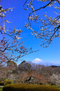 富士山と梅