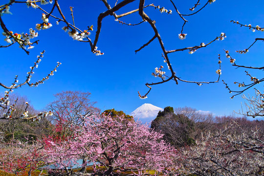 富士山と梅