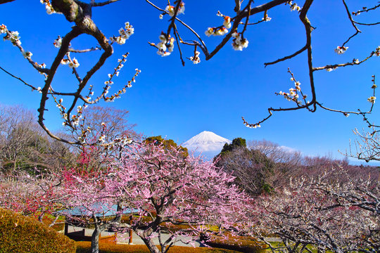 富士山と梅