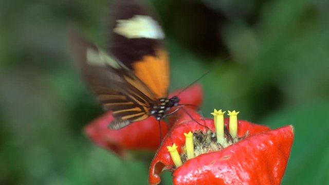 Slow motion shot of a Heliconid butterfly drinking nectar from a hot lips plant in rainforest in the Ecuadorian Amazon