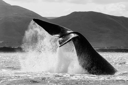 Southern Right Whale Lob Tailing, Walker Bay, Hermanus, South Africa.