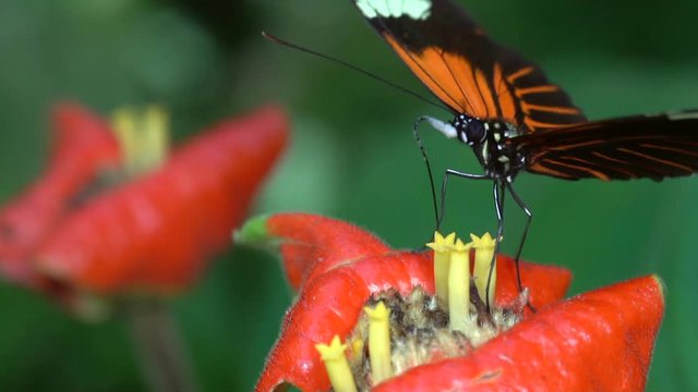 Slow motion shot of a Heliconid butterfly drinking nectar from a hot lips plant in rainforest in the Ecuadorian Amazon