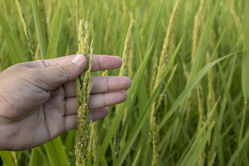Closeup of hand checking rice spike in Paddy field on autum