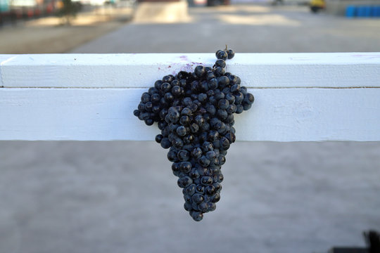 Grapes hanging from rail