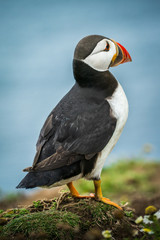 Skomer Island Puffin