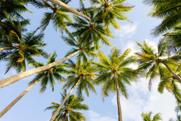 Fototapeta na wymiar Tropical palm trees at Palm Cove beach