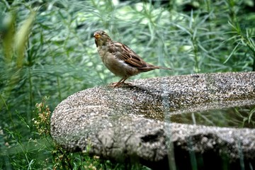 Naklejka na ściany i meble A female house sparrow (Passer domesticus) perched on the rim of a concrete birdbath. The house sparrow is associated with human habitations, and can live in urban or rural settings.