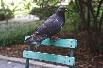 A rock pigeon (Columba livia) perched on a park bench. Feral pigeons vary greatly in color and pattern.