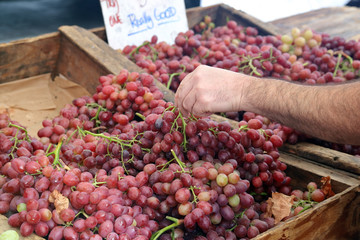 Hand selecting Fresh Grapes for sale