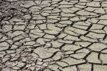 dry cracked earth in Florida wetland