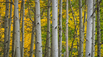 Aspen Grove