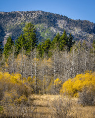Taylor Creek