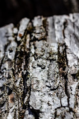 Close Up of Tree Bark on an Aging Log